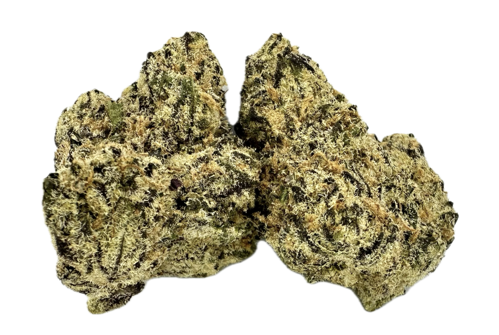 Blue Agapē | Maven Genetics