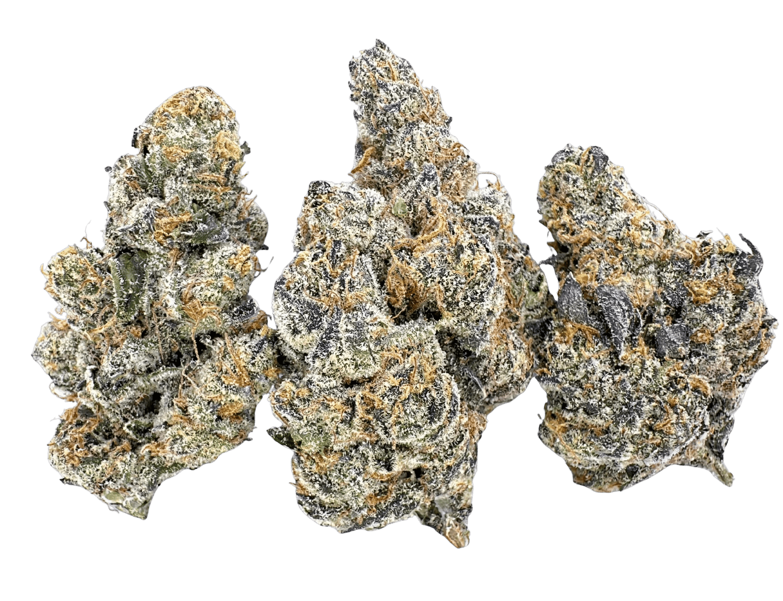Blue Agapē × 98 Reserve | Maven Genetics