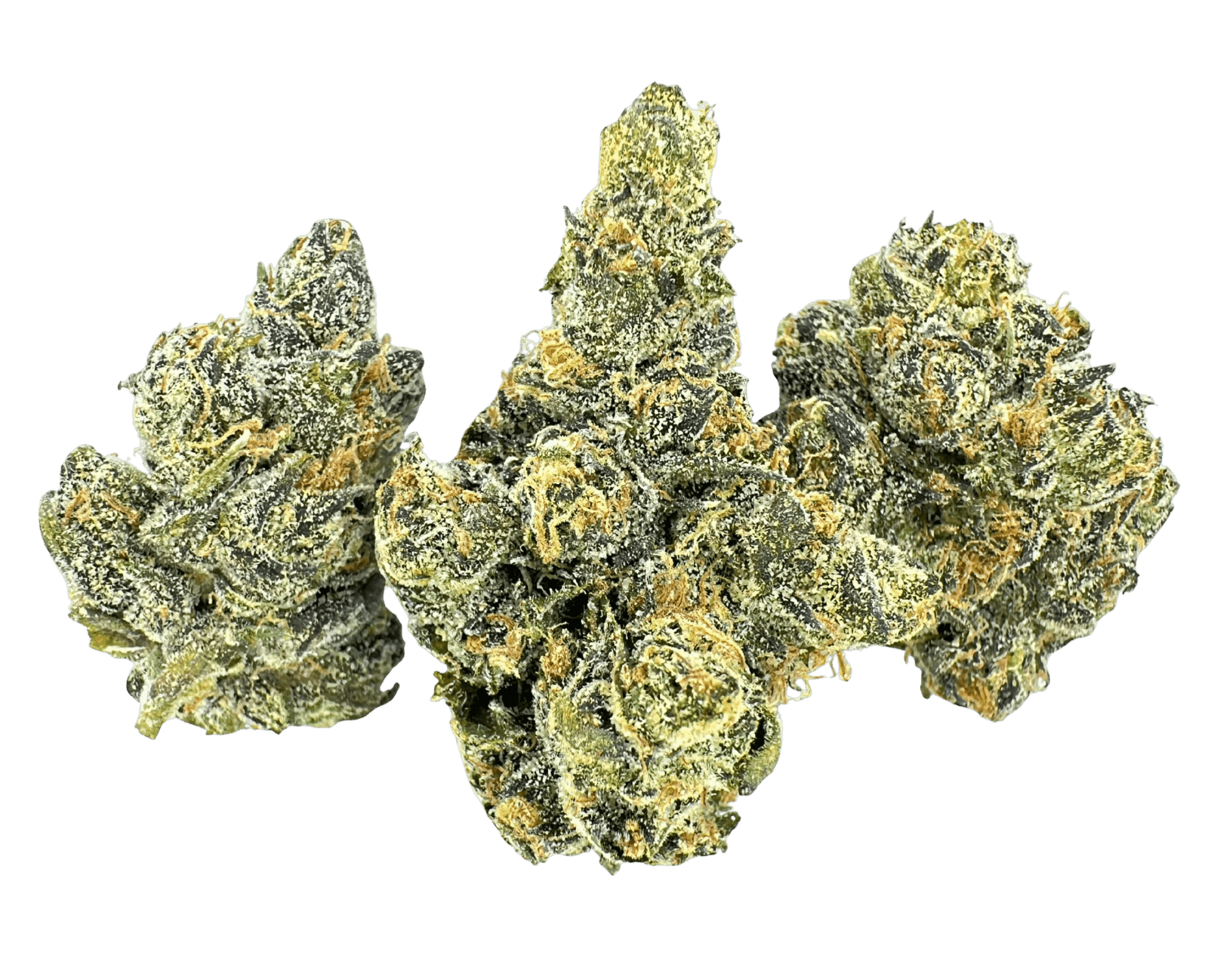 Capital Haze | Lumpy's Flowers