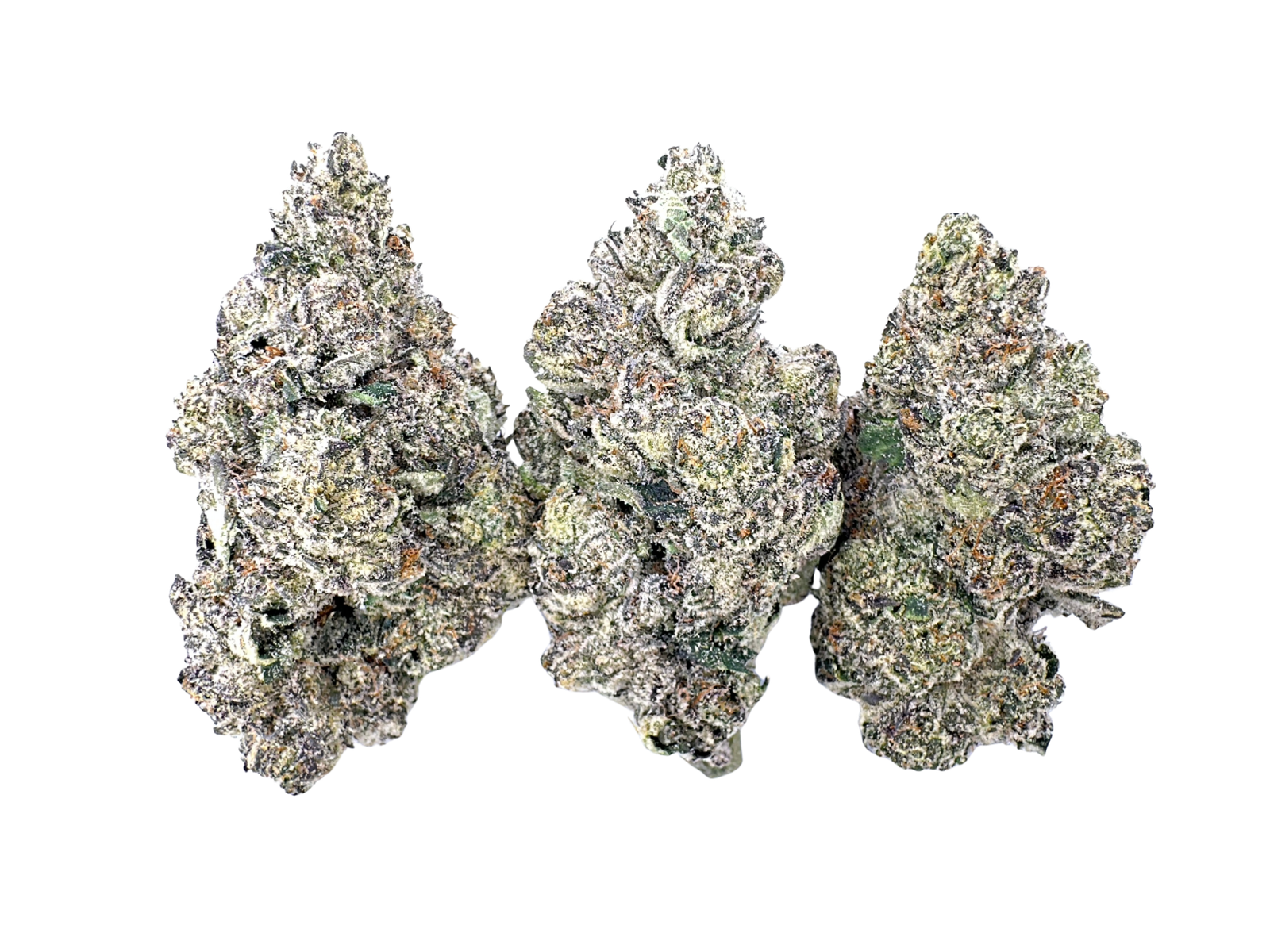 98K | Maven Genetics